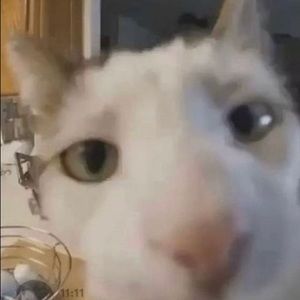 Meet your Posher, Jazmine